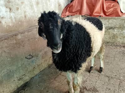 sheep urgent for sale