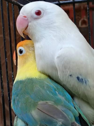 Albino RE Male x Parblue split ino Female