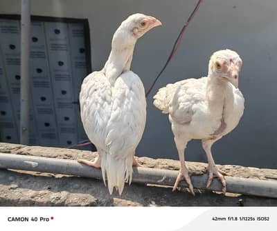 Aseel heera pure white