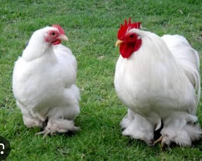 bantom male check discribtion