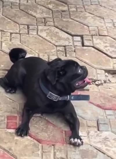 pedigree micro chipped pug breeders female