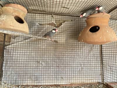 Jawa finch breeder pairs