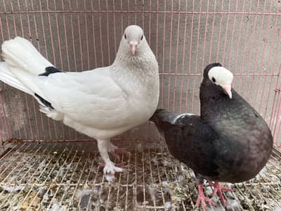 Wait king pigeon male black female