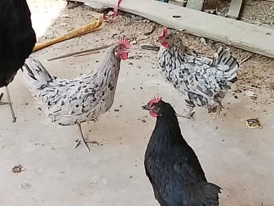 Australorp commercial starter Hens for Sale
