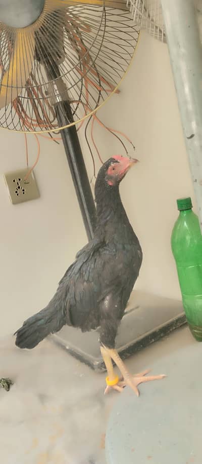 miawali breed,mushka patha