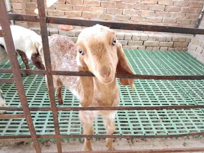 2 bachy mail or femail