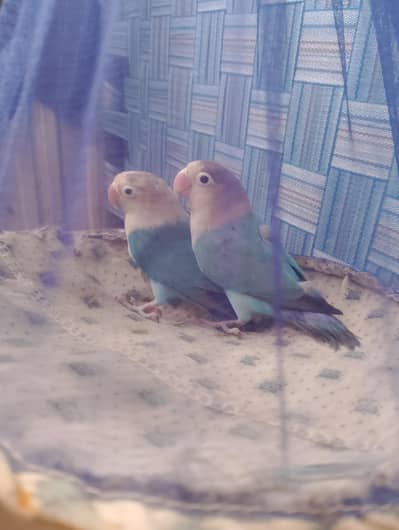 Albino black eyes love Bird  Parrot