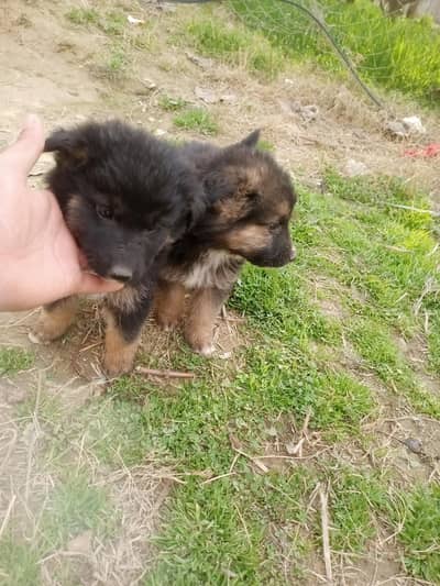 German shepherd puppies Malel & female available