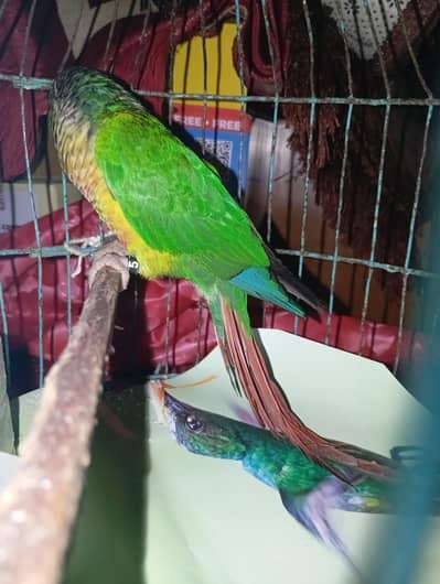 Green cheek conure