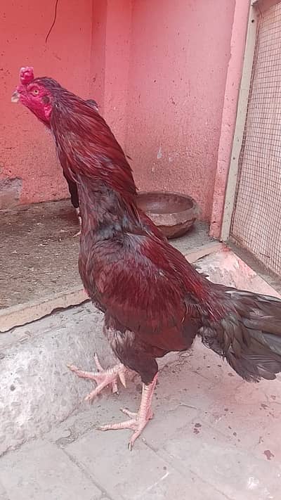 White shamo | Aseel  mianwali | sindhi Aseel |Aseel patha |