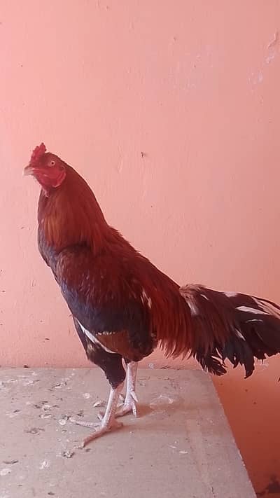 White shamo | Aseel  mianwali | sindhi Aseel |Aseel patha |