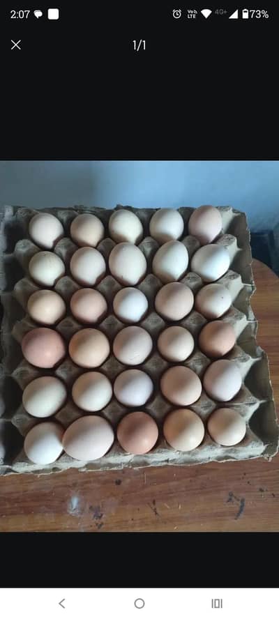 Golden Misri Eggs are available for sale @435 per dozen:03334582553