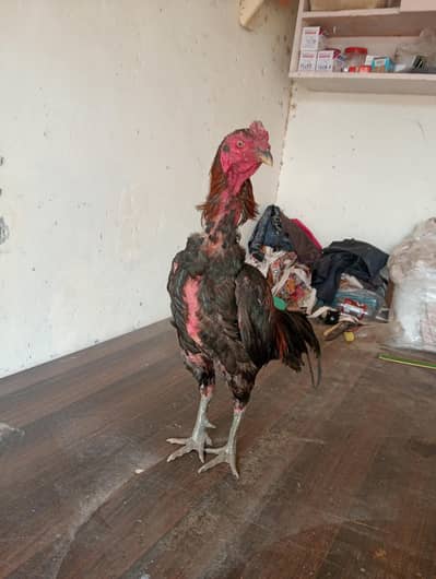 Aseel Thai | Imported Bird male | thai x ghanaoi |aseel bird/Aseel Hen