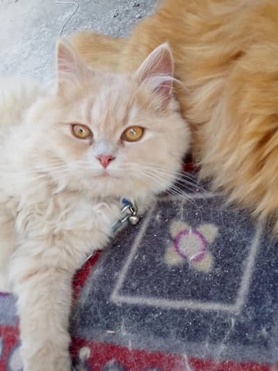 3 Months Female Persian Kitten Available – Healthy & Playful