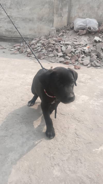British Labrador puppies are available for sale