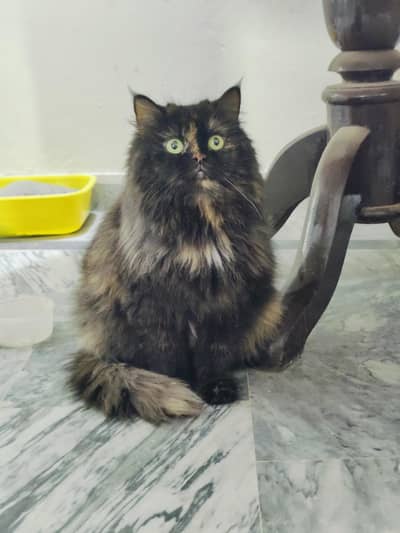 cat for sale 1 month pregnant