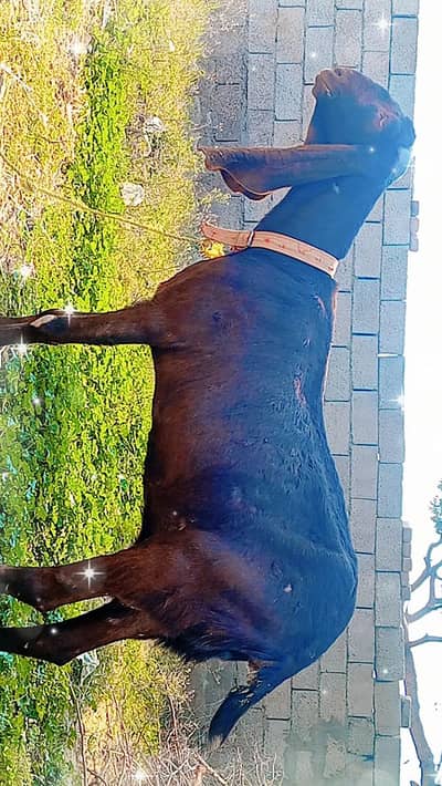 beetal goat for sale