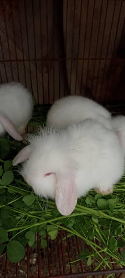 bunny pair for sale location Faisalabad. lions lope. fuzzy lope.