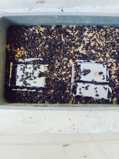 mealworms small setup