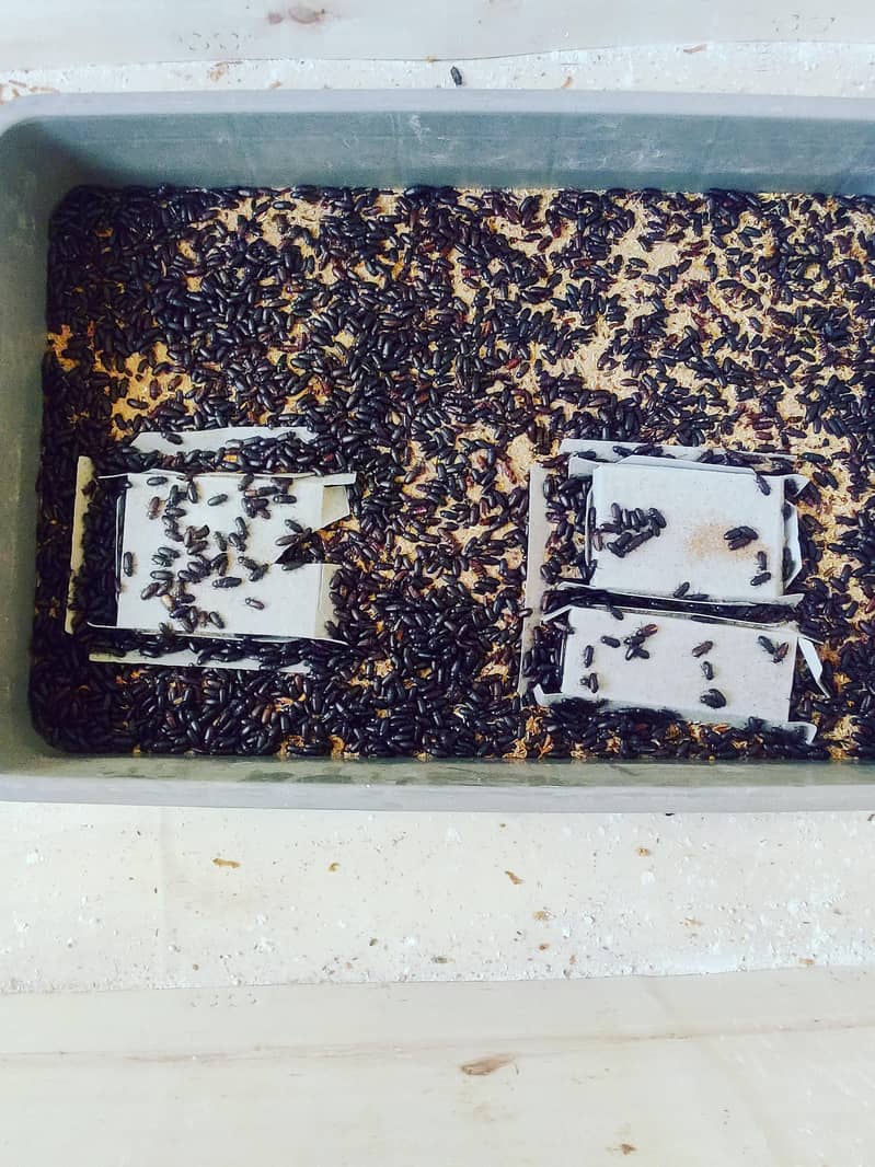 mealworms small setup 0