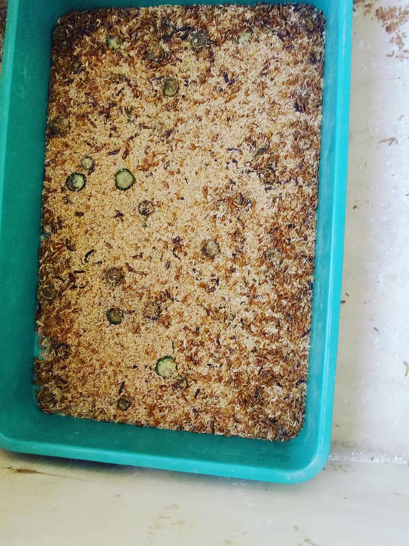 mealworms small setup 1