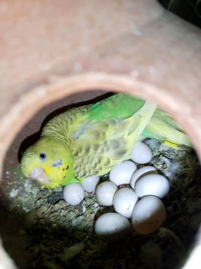 Budgie pair for sale