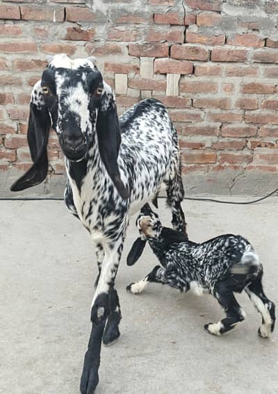 Bakri Patth For Sell
