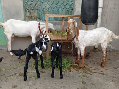 Four female Goat for Sale