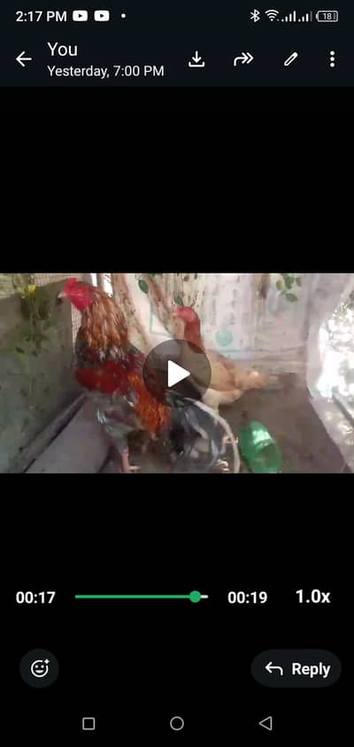 Mian wali (Aseel) (Heera) (Java) (Susex & Aseel Cross)