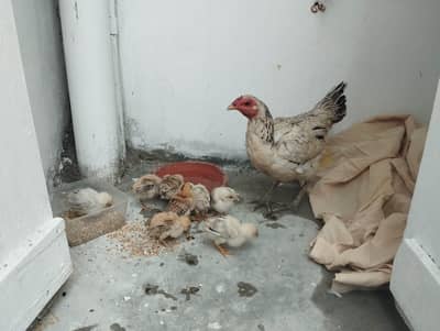 desi sindhi aseel murghi with 7 bachy