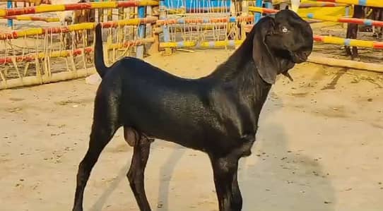 bakra for sale Call number:+03102729869