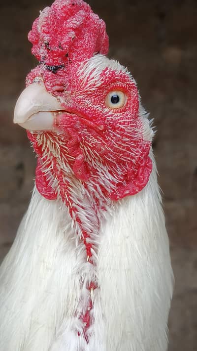 Heera set chicks and dragon