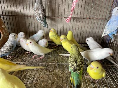 Australian/Budgies pairs for sale