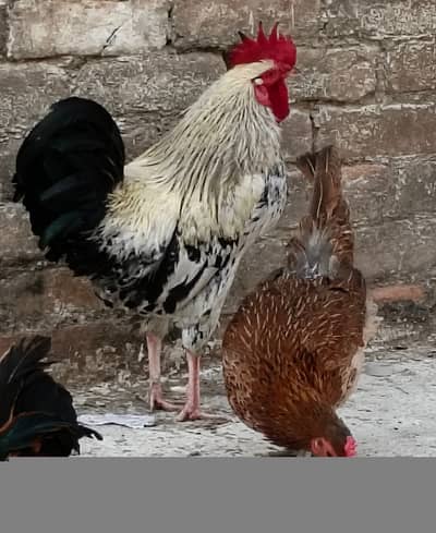 Desi Ghar k Palay Murghy