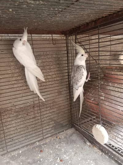 cocktail. eno male v paid wala male hai