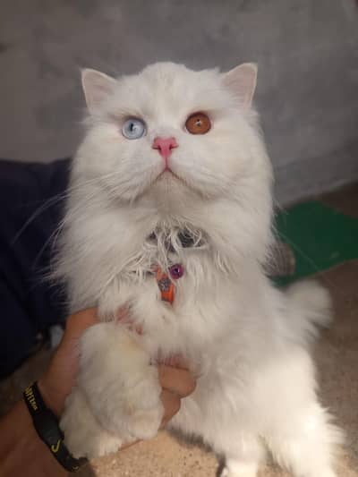 Parsian Male cat for sale