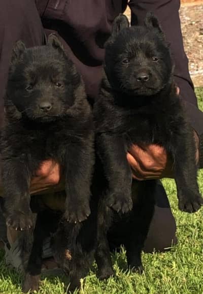 black German Shepherd long coat Jodi 2 month for sale