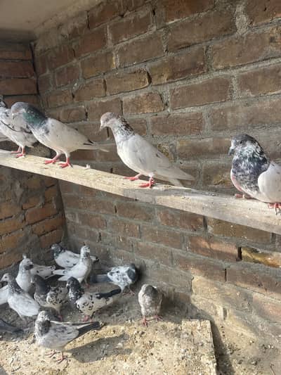 Parwazi kabootar ( bacha )