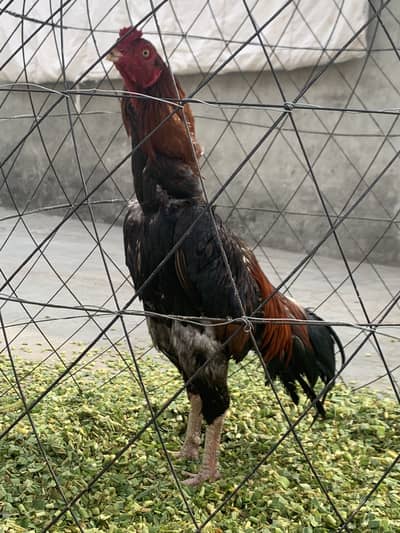 Lakha aseel murga mainwali