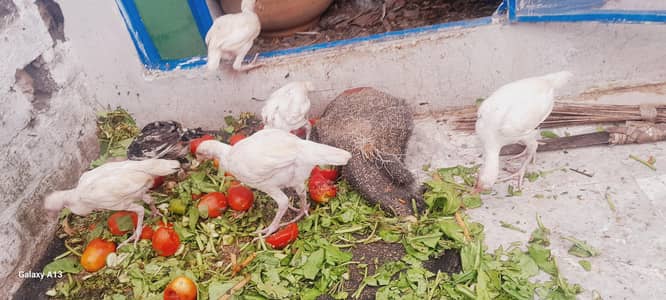 males' female 'chicks 'patahy