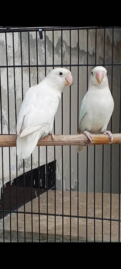 Albino redeye breeder pair 100%
