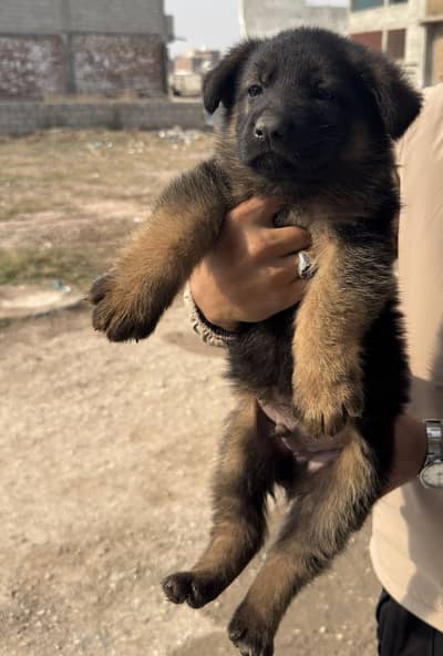 German shepherd male puppy