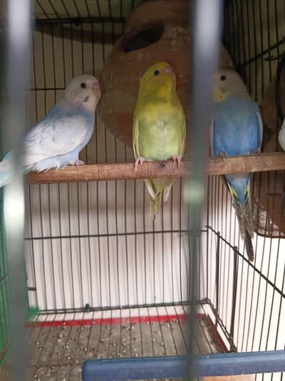 budgies pattha total 4 piece ha