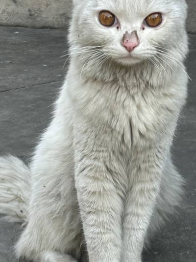 White colour Turkish angora male cat Healthy and beautiful