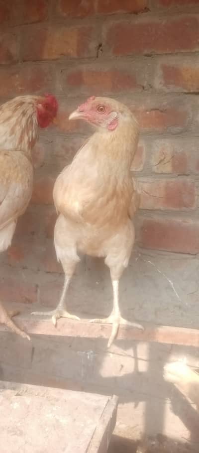 Aseel cross pair for sale Whatsapp number 03205713360