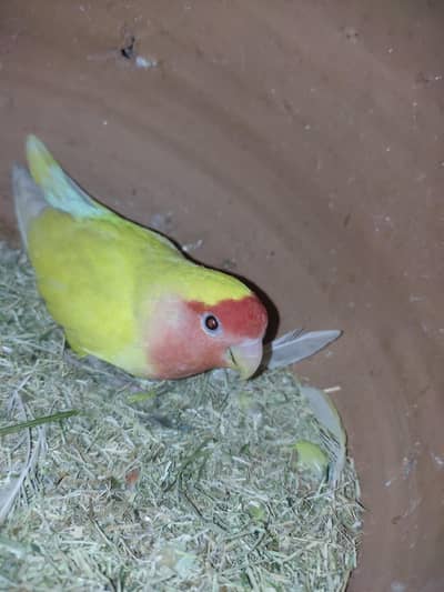 love birds breeder pair available hy