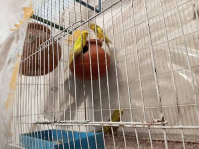 Australian pairs for sale