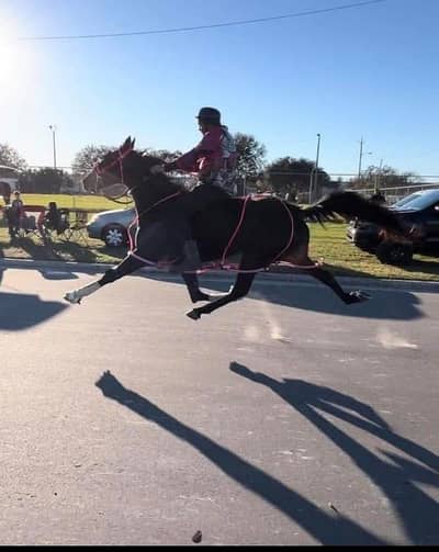 مارخور بلڈ لائن وچہری