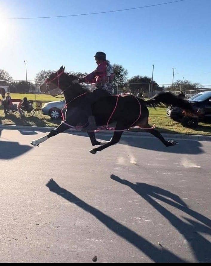 مارخور بلڈ لائن وچہری 0