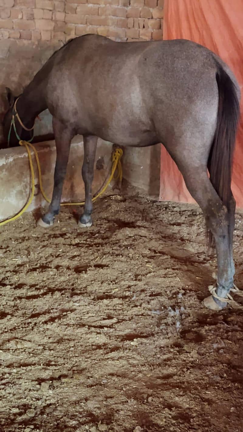 مارخور بلڈ لائن وچہری 1